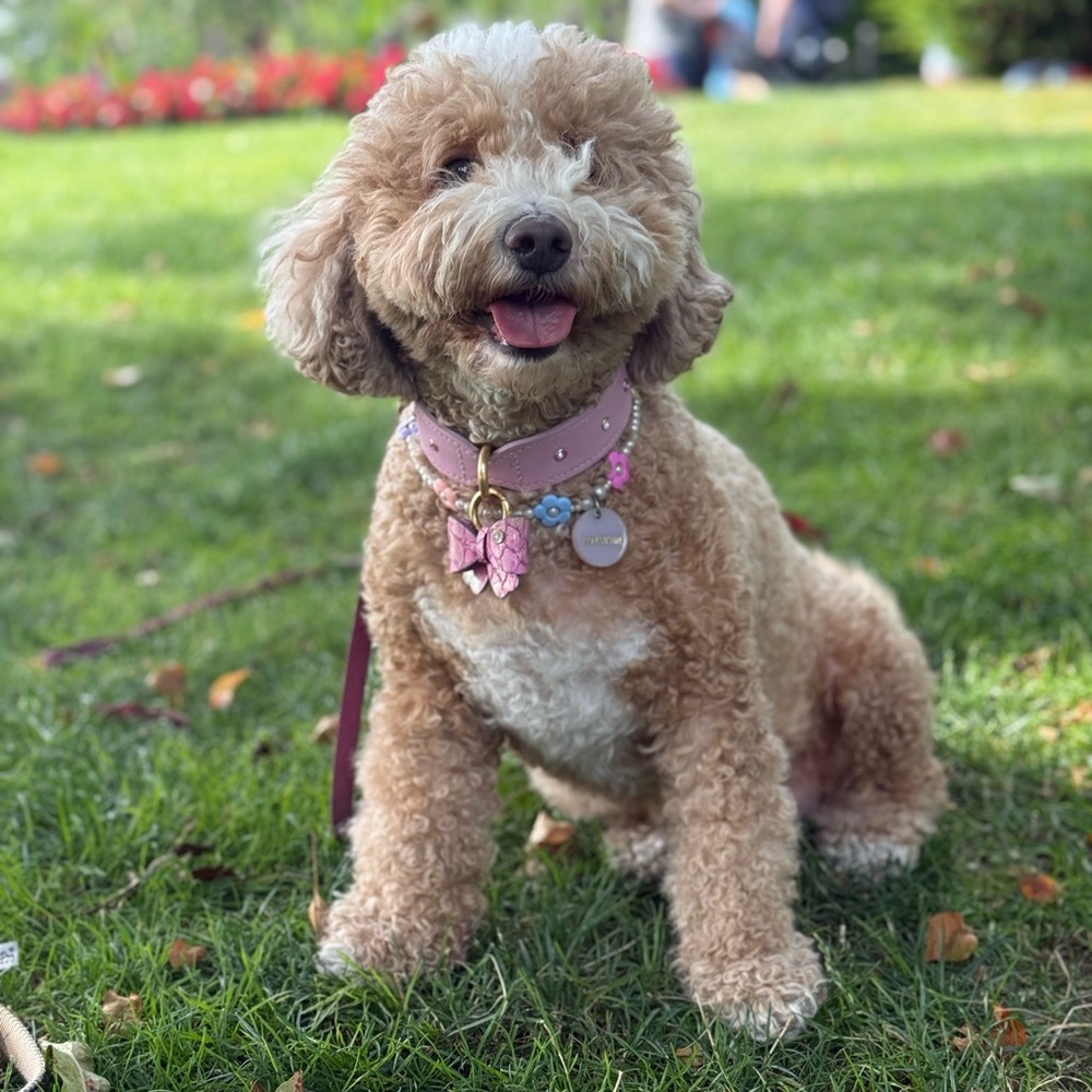 Stylish Pink Dog Collar with Bow